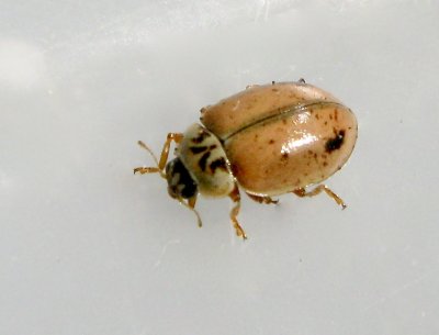 Aphidecta obliterata - Smutsfläckad nyckelpiga .jpg