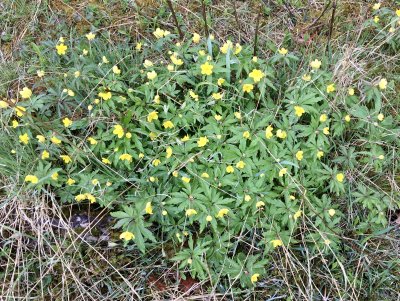 Gulsippa - Anemone ranunculoides.jpeg