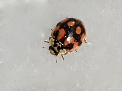 Adalia decempunctata - 10-prickig nyckelpiga ?