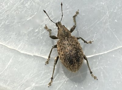 Liophloeus tessulatus - Kirskålsvivel.jpeg