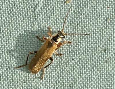 Cantharis decipiens.jpg