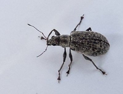 Sitona sulcifrons - Småärtviveljpeg