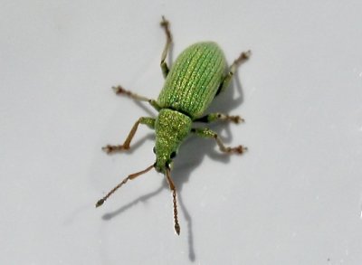 Phyllobius virideaeris - Rlliklvviveljpeg