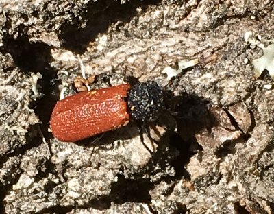 Kapuschongbaggar - Bostrichidae