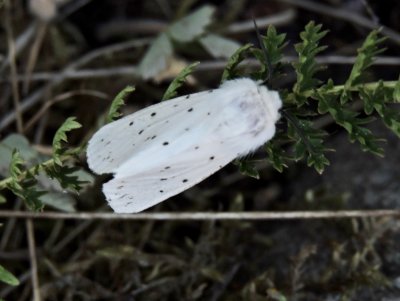 Prickig tigerspinnare - Spilosoma lubricipedum.jpeg