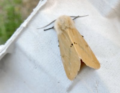 Gul tigerspinnare - Spilosoma luteum jpeg