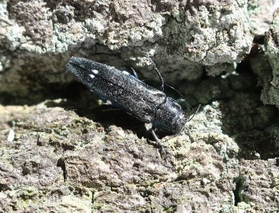 Agrilus biguttatus - Tvåfläckig smalpraktbagge .jpeg. Ek