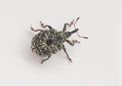 Cionus scrophularidae - Ljus flenrtsvivel.jpeg
