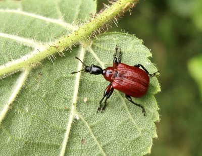 Apoderus coryli - Hasselrullvivel  .jpg