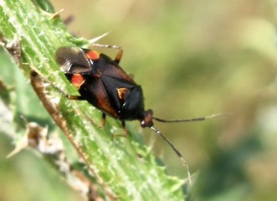 Deraeocoris ruber jpeg