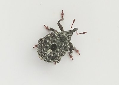 Cionus scrophularidae - Ljus flenrtsvivel.jpeg