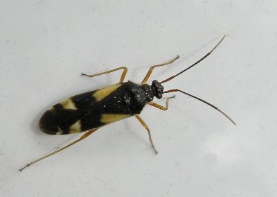 Dryophilocoris flavoquadrimaculatus.jpeg