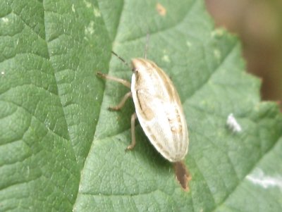 Aelia acuminata - Mindre spetsnäsa, juvenil .jpg