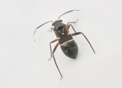Pilophorus cinnamopterus.jpeg