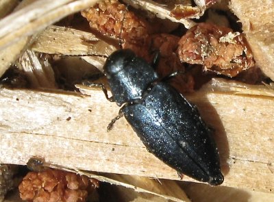 Phaenops cyanea - Blå praktbagge.jpeg