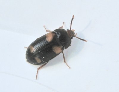 Mycetophagus quadripustulatus - Stor vedsvampbagge.jpeg