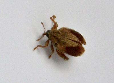 Orchestes quercus - Ekbladminerare.jpg