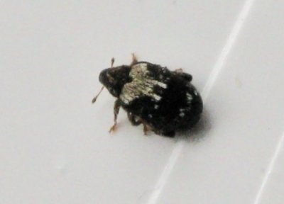 Orchestes
