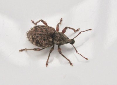 Otiorhynchus carinatopunctatus - Borstronvivel.jpeg