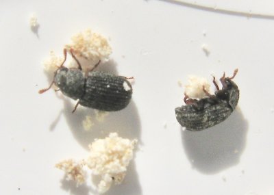 Eledona agricola - Liten svampsvartbagge .jpeg