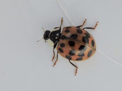 Harmonia axyridis - Harlekinnyckelpiga .jpeg