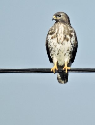 Common Buzzard - Buteo buteo - Ormvrk.jpg