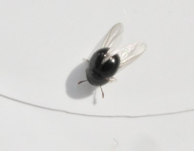 Agathidium marginatum.jpeg