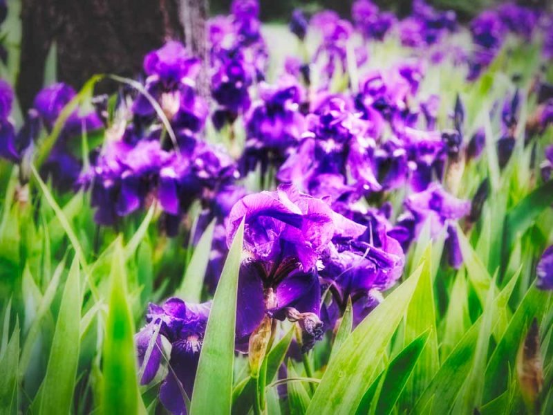 Irises after rain storm