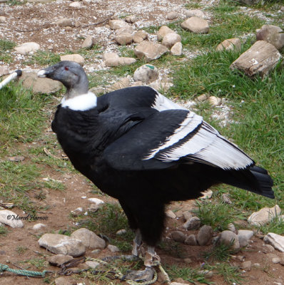 Condor des Andes DSC04141 P.jpg