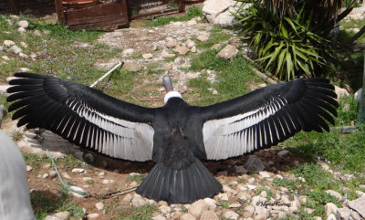 Condor des Andes DSC04143 P.jpg
