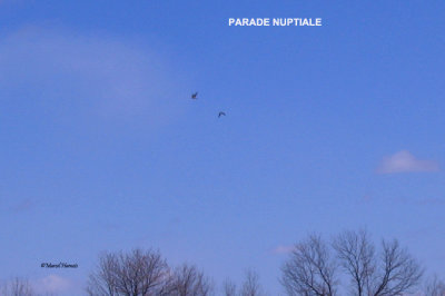9- Faucon plerin- parade nuptiale