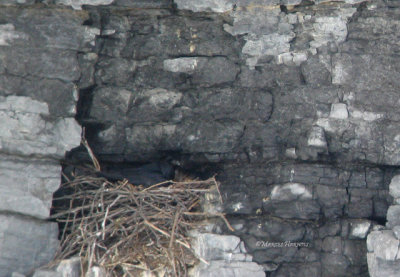 16- Grand Corbeau sur le nid  13 avril 2008