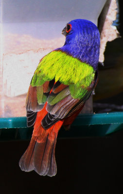 Painted Bunting