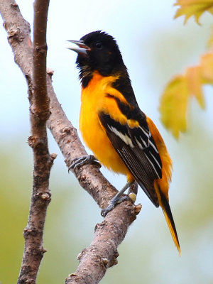 Baltimore Oriole