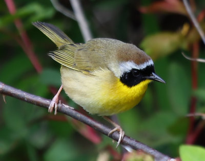 Common Yellow-Throat Warbler