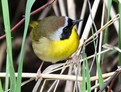 Common Yellow-Throat Warbler