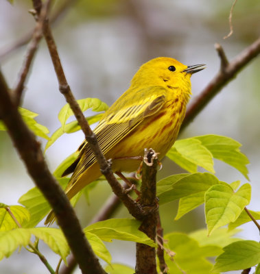 Yellow Warbler