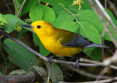 Prothonotary Warbler