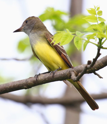 Flycatcher