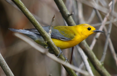 Prothonotary Warbler 