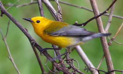 Prothonotary Warbler