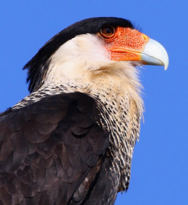 Northern crested caracara