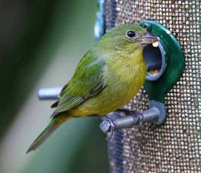 Painted Bunting (Female) - Felts Preserve