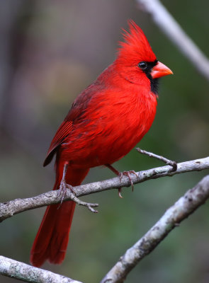 Cardinal - Felts Preserve