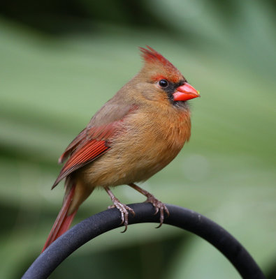 Cardinal (Female) - Felts Preserve