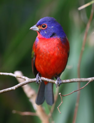 Painted Bunting - Felts Preserve