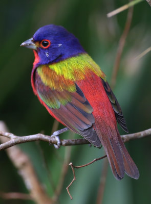 Painted Bunting - Felts Preserve
