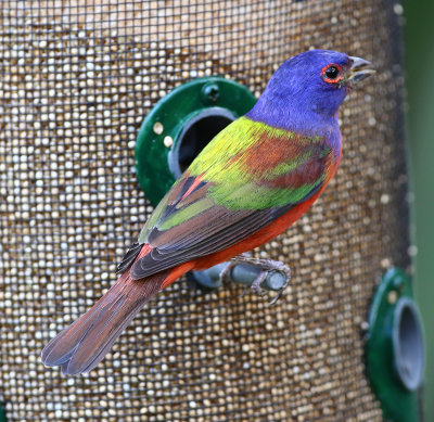 Painted Bunting - Felts Preserve