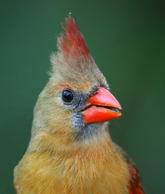Female Cardinal - Felts Preserve