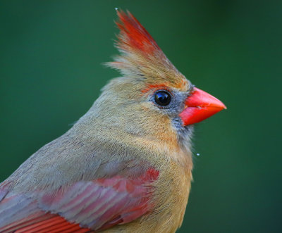 Female Cardinal - Felts Preserve
